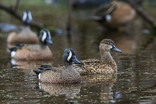 USA-South Texas Aranas National Wildlife Refuge-blue-winged teal ducks Art Print